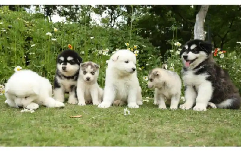 雪橇三傻,哈奇士 阿拉斯加与萨摩耶 - 堆糖,美图壁纸兴趣社区