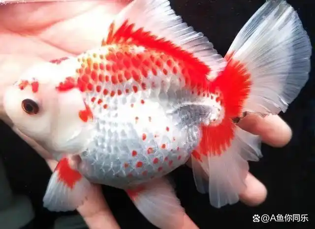 泰狮属于侧视观赏型,适宜玻璃缸,而且泰狮的形成根