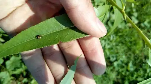 柳树叶甲_病虫草图_191农资人 - 农技社区服务平台