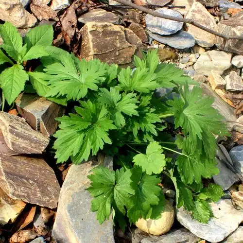 野生益母草苗新鲜益母草种苗盆栽植物坤