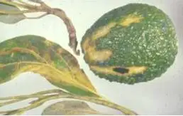 p>亚病毒(subviruses)是一类比病毒更为简单,仅具有某种核酸不具有