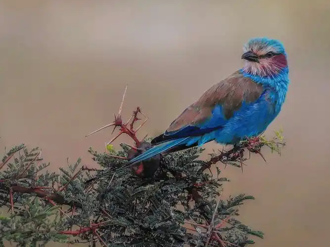 难得一见的世界珍稀鸟类摄影展