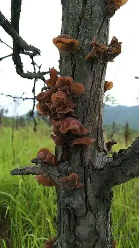 这是因为,野生黑木耳潮湿的环境要求,潮湿的环境就是要下雨,木耳的