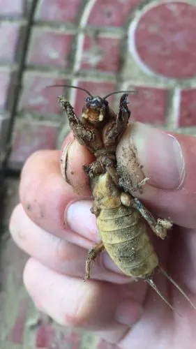 听蝲蝲蛄叫,还别种地了.