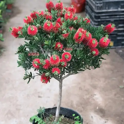 家庭盆栽木本花卉(家庭盆栽木本花卉有哪些)