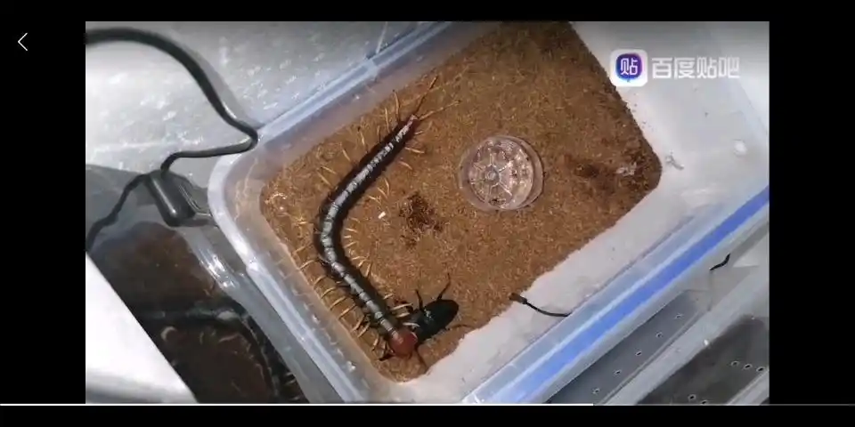 30肛吻秘鲁巨人蜈蚣vs9.3巴拉望巨扁 不精彩