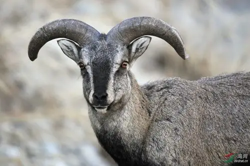 隆冬的贺兰山岩羊