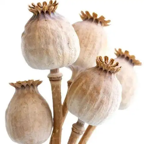 此花不能栽,一株也违法!|毒品|罂粟|植物|古柯_网易订阅