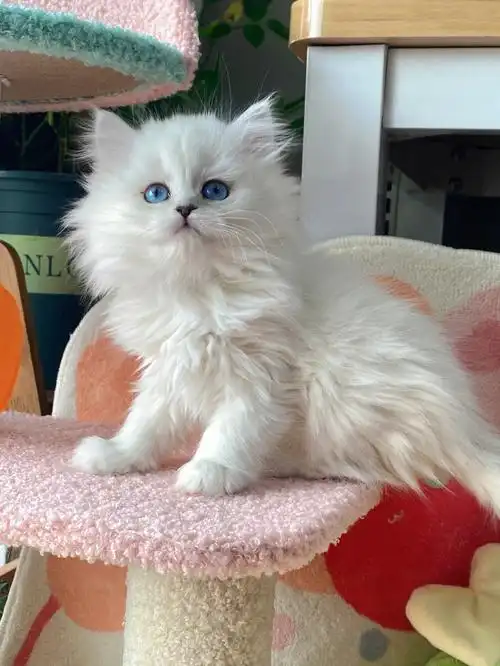 英国长毛猫银点