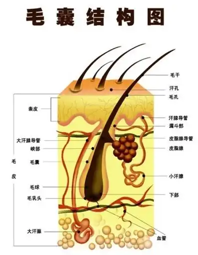 出汗属于人体自然反应,且再表皮层.种植的毛囊是在真皮层生长.