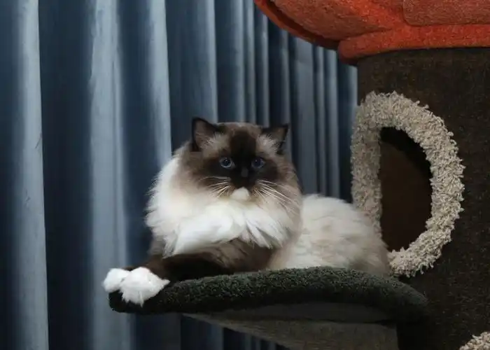 海豹手套布偶猫