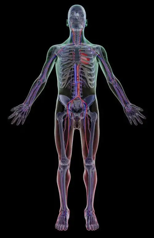 动脉,静脉,骨骼,无人,竖图,室内,白天,正面,数码,科技,静物,阴影,黑色