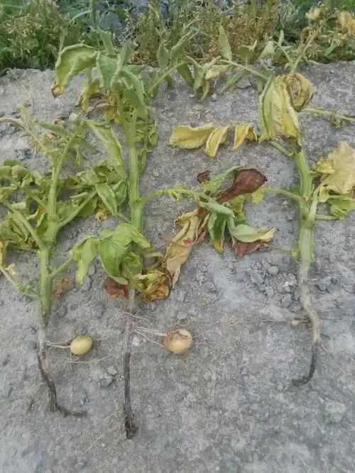 请问各位专家,马铃薯得了什么病