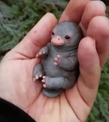 生物界的老前辈——鸭嘴兽