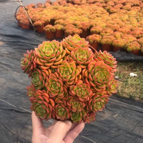 多肉蒂亚老桩 多头红宝石植物 防辐射精品花卉绿植露养带盆土发货