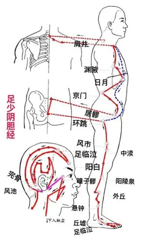 《气血与十二经络》足少阳胆经
