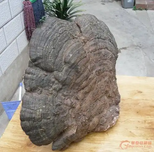 特大野生灵芝王