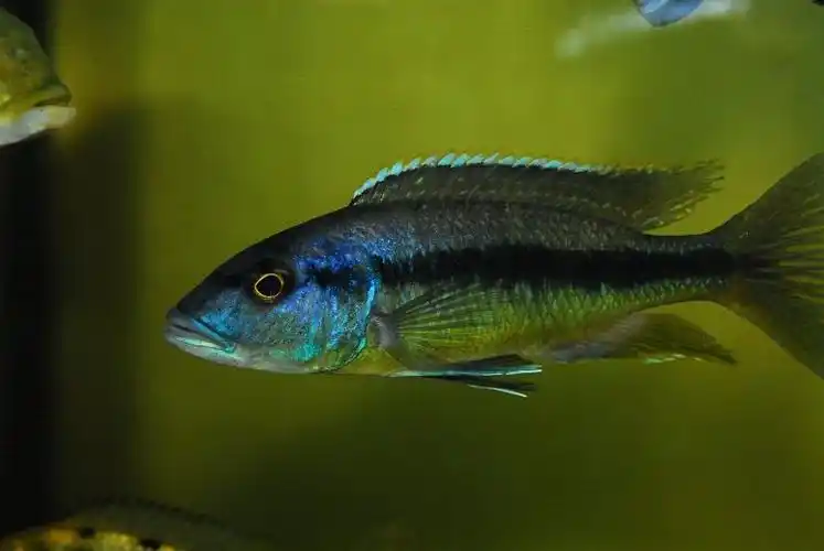 三湖马鲷---圣安娜 - 上海鱼友俱乐部 - cta南美水族 - powered by