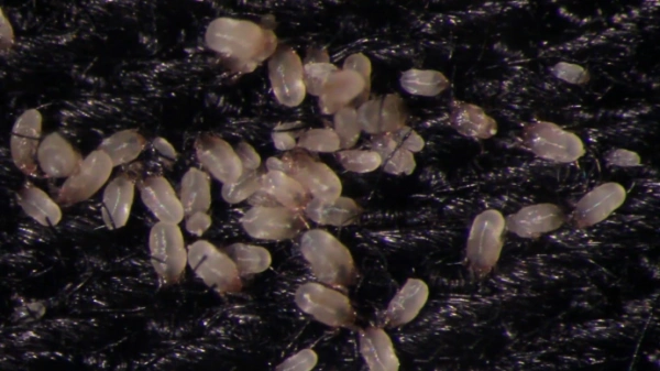 "三月不晒被,百万螨虫陪你睡".