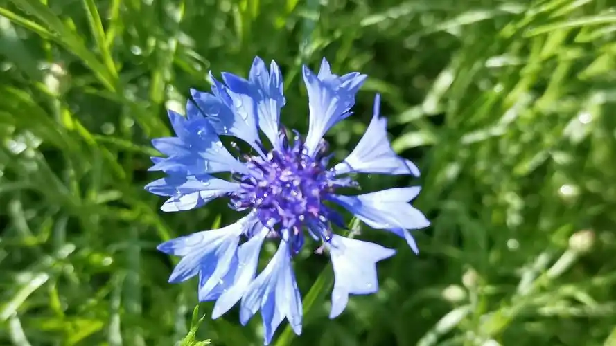 蓝色矢车菊-更新更全更受欢迎的影视网站-在线观看