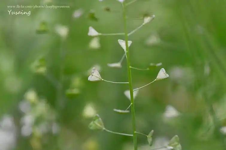 荠菜的短角果像一颗一颗的爱心