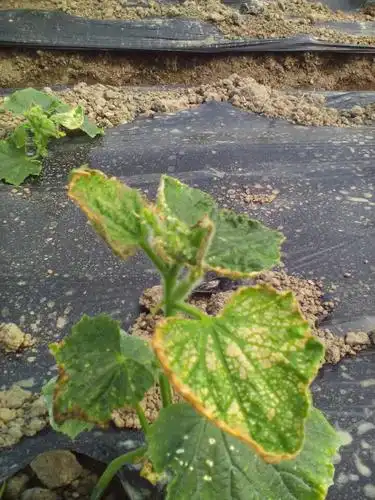 黄瓜苗期叶片发黄像火烧过一样?专家帮忙解决一下,用什么药?