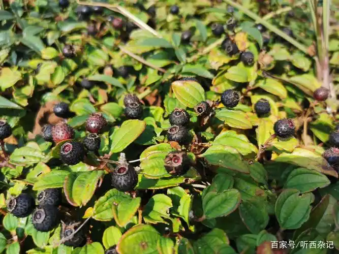 身边的中草药——地菍果