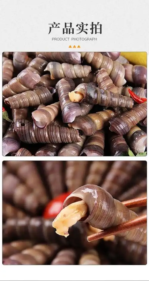 钉螺鲜活去尾免处理新鲜海螺丝钉螺海鲜水产海锥螺丁螺特大号去尾钉螺