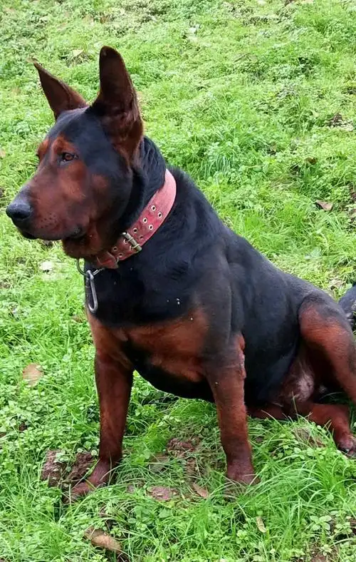 如何训练莱州红坐下