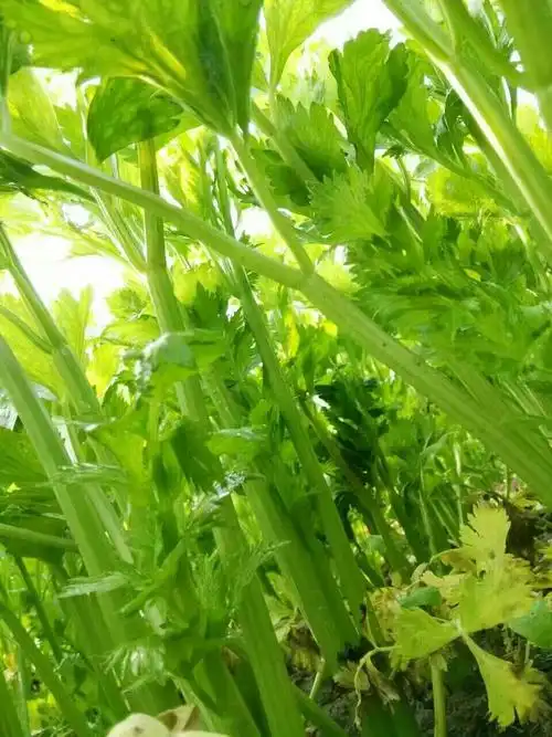 杨柳雪镇纯天然大叶菜上市啦!