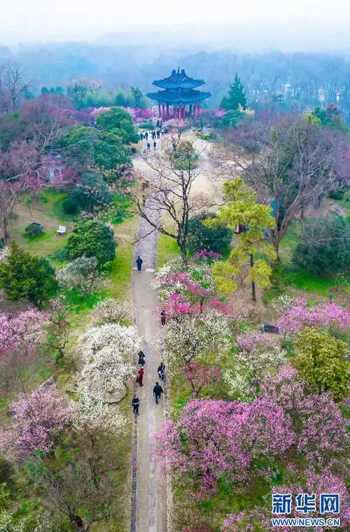 南京梅花山早梅俏枝头