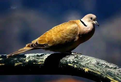 turtledove