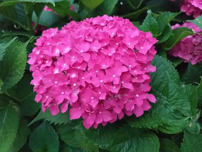 朵朵鲜花醉人心