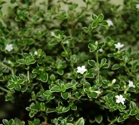 绿化树品种大全(100种绿化带或路边常见的花草树木)