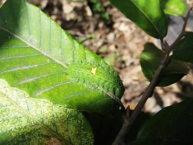 一批潜叶虫的图片