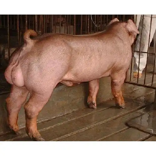 供应深圳防静电中空板刀卡周转箱骨架箱折叠箱-黑猪肉交易网