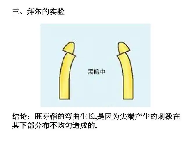 1《植物生长素的发现》课件(新人教版必修3)ppt