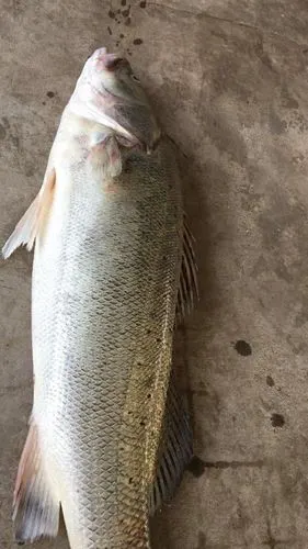 大鲈鱼,每条十几二十多斤的,送礼有面子