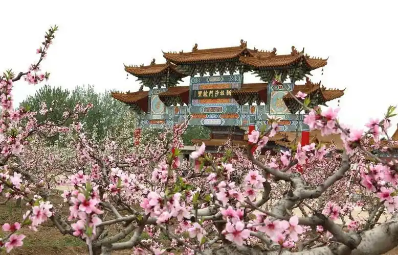 深县的桃花太漂亮啦2017年4月9日开心一天