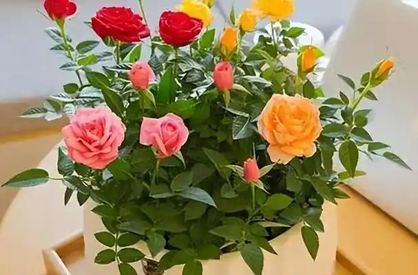 今天就给大家带来的是多色玫瑰,一株花上开10种颜色的漂亮花.