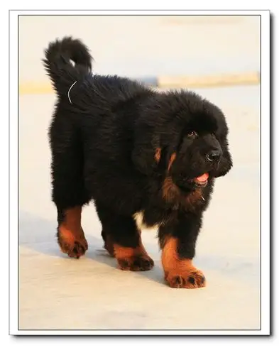 瞧瞧俺家的小藏獒,刚两个月喔