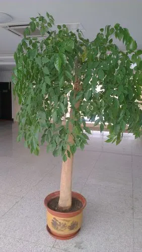 请问 这是什么树?什么生长习性 谢谢