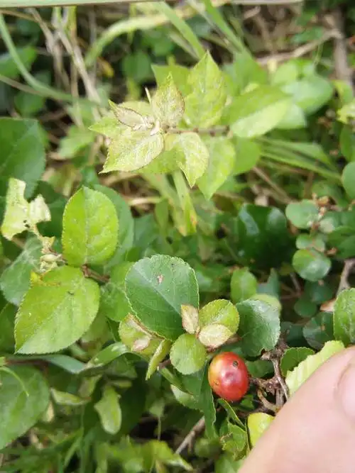 这是什么植物,红色的小果子能吃吗