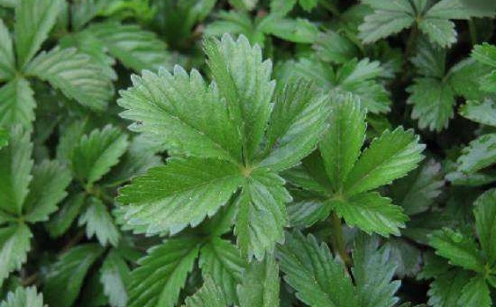 偏方一:破伤风配方:玉竹草(又名哨子草)30克,五爪风(又名蛇含草),车前