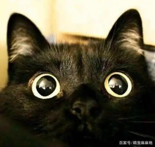 麻麻说猫:孟买猫