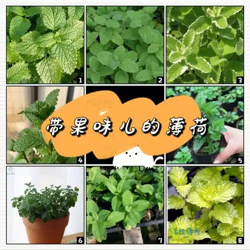 【50种可食香草】-(12-19)水果味儿的薄荷