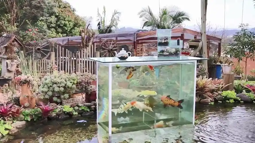 花了5000在院子里造了个玻璃缸立式鱼池观赏角度很好我爱了