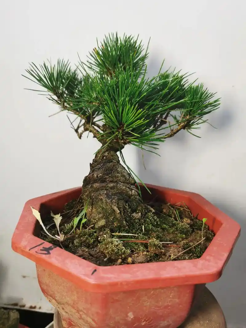 不错的矮霸黑松  喜欢的截图来谈#盆景制作 #黑松盆景 #矮 - 抖音