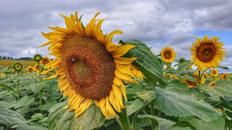 黄色向日葵花海jpg格式图片下载_熊猫办公