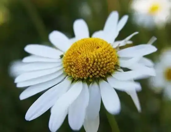 意大利国花——雏菊